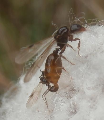 Aphaenogaster dulcineae